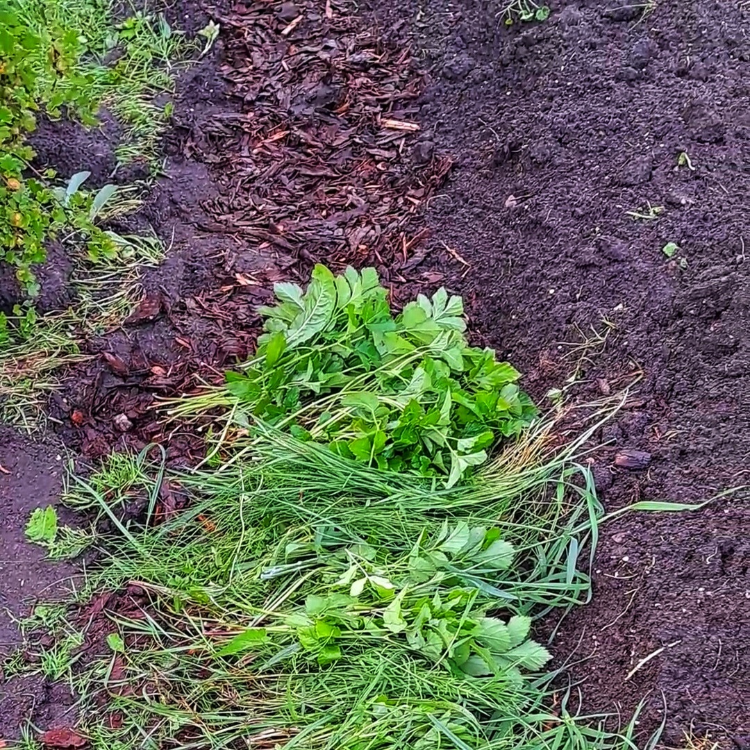 Формирование грядки для клубники