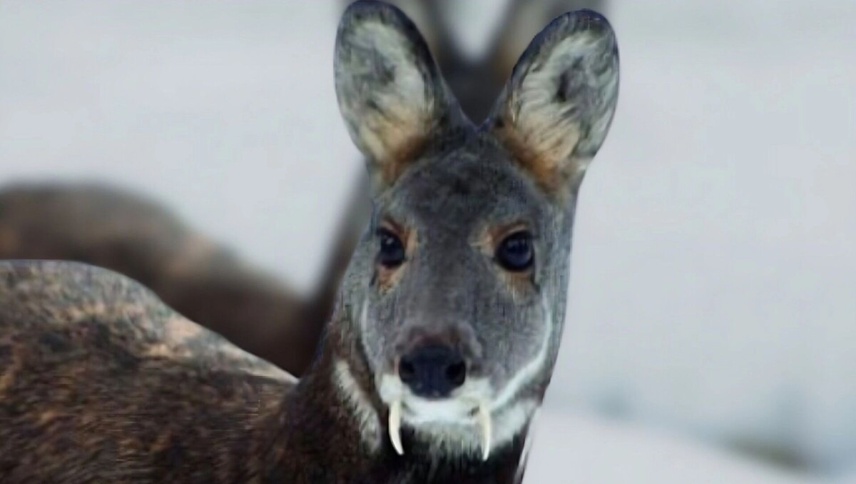     Источник: Пресс-служба заповедника «Буреинский»