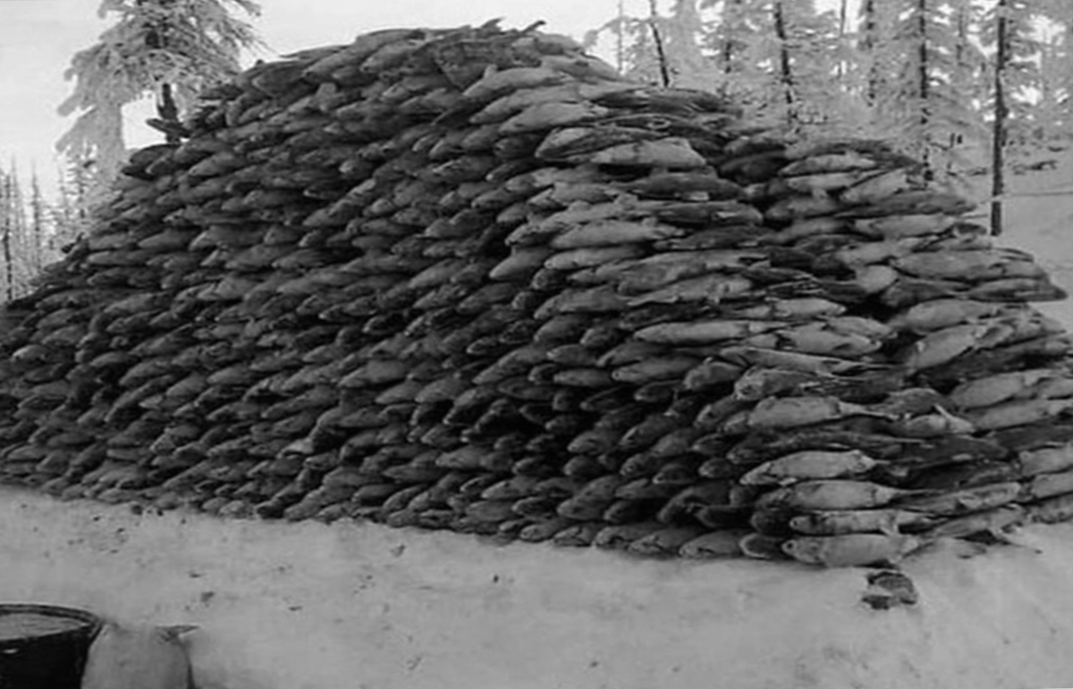 Практически у каждого дома лежали тонны рыбы, которую использовали в качестве дров.