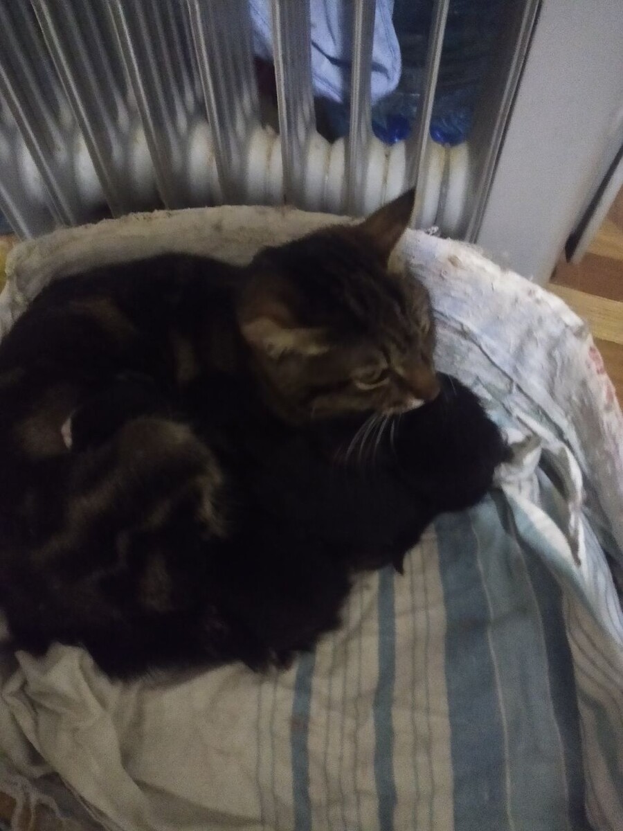 Кошечка с котятами