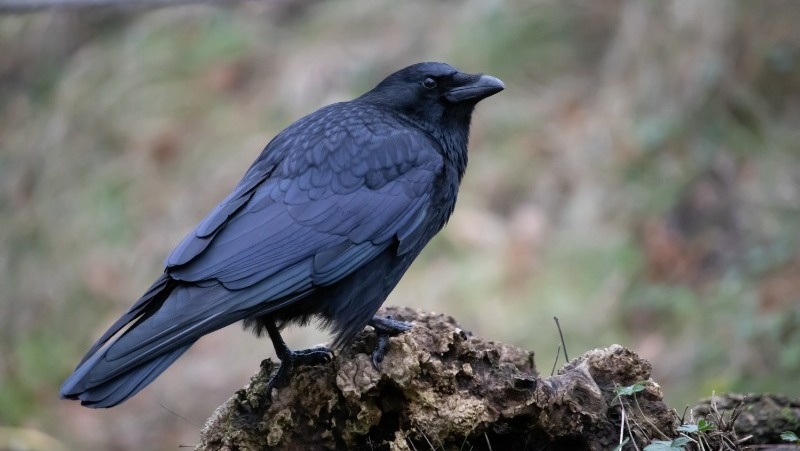 Фото: @wirestock / freepik.com