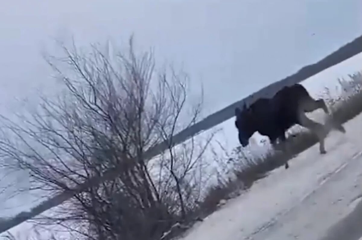    Если автомобиль столкнулся с животным, нужно действовать так же, как при любом ДТП.