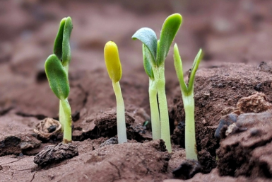 Осенью не нарадуетесь на урожай: как отобрать правильные семена?  📷
