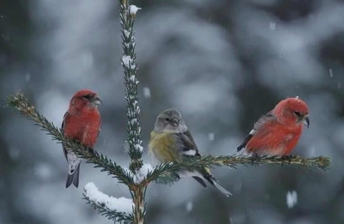 Оперение у самцов-клестов коричнево-красное, а у самочки преобладают серо-зелёные оттенки