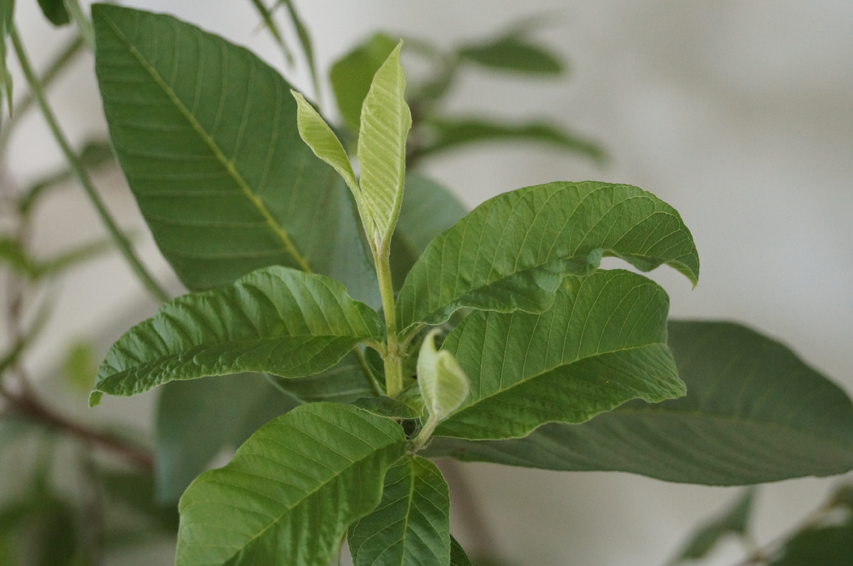 Гуава уже даёт новый прирост после зимы