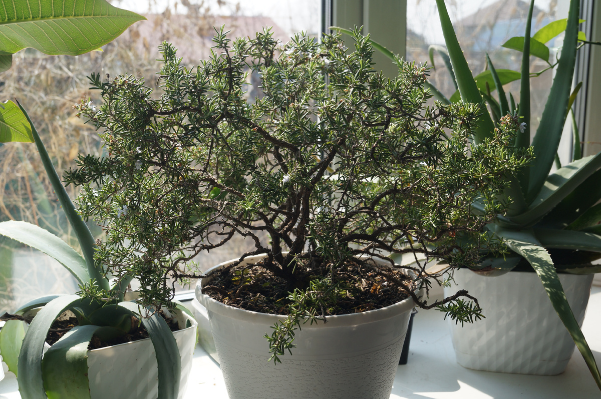 Розмарин распростертый после санитарной обрезки