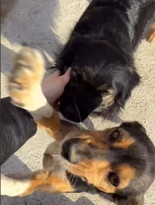    Скриншот 16-03-2025 070645