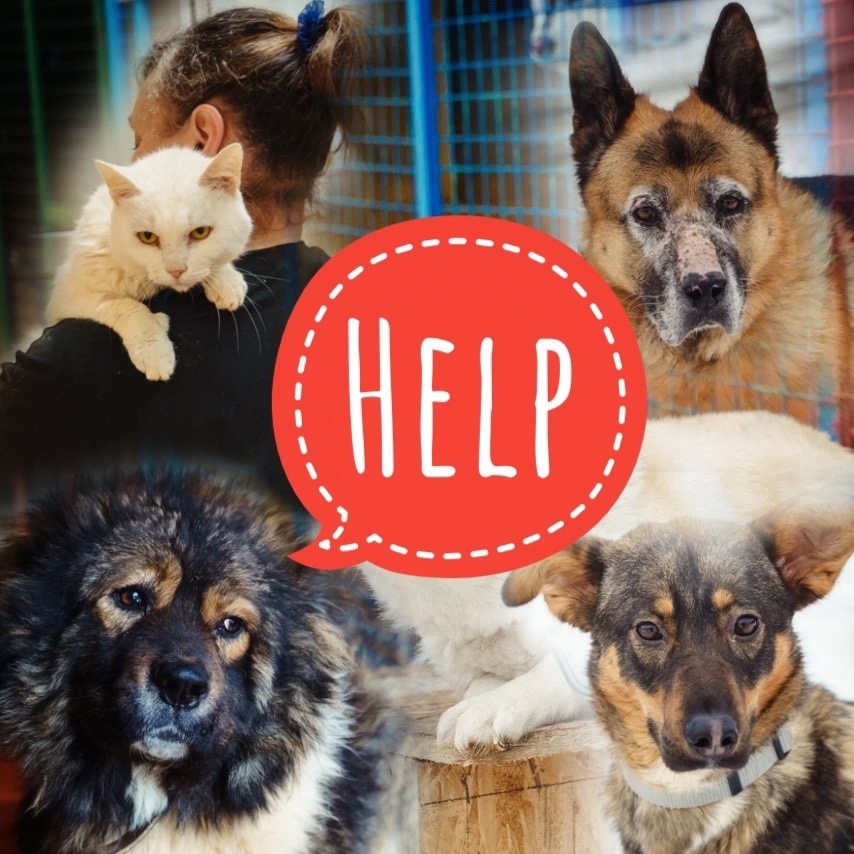 День СТОльника в приюте "Омские хвостики", примите, пожалуйста, участие!