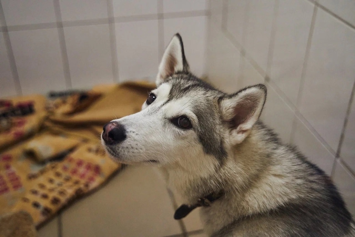 Мы просим поучаствовать 100 - 50 - 20 рублями