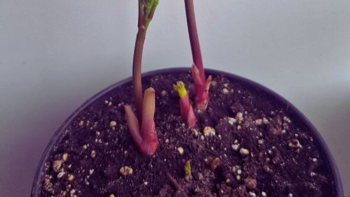 Пион купленный в марте, высадила в горшок