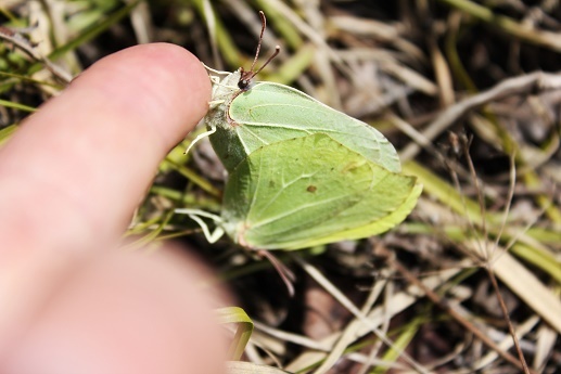 Фотографии Татьяны Немшановой. Первые бабочки- прекрасные нимфалиды, на согретых апрельским солнцем проталинах гор Южного Урала. 8 апреля 2012 год. Лимонница. Окрестности города Миньяр, Челябинская область. 