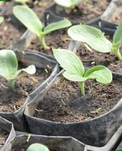 кабачки рассада