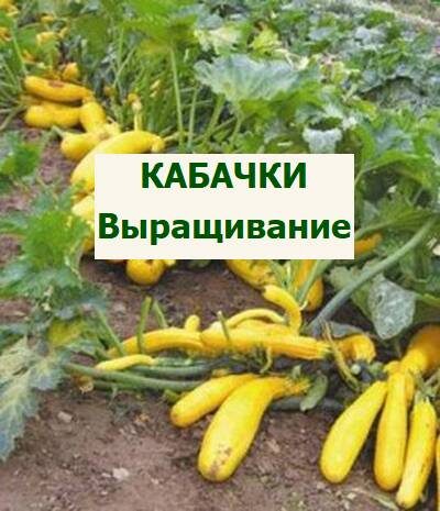 выращивание кабачков
