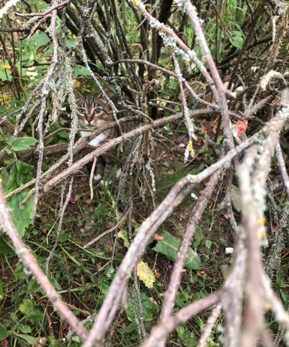 Фото автора. Маргошу выбросили в окно.
