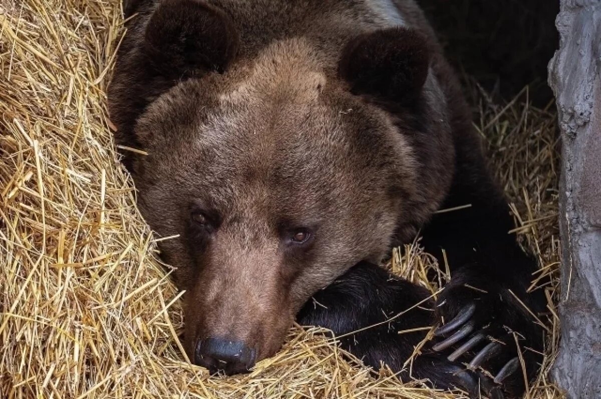    Медведица Маша.