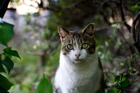 Что значит потерять любимого питомца и спустя годы снова встретить его у своего порога? Для одной семьи из Великобритании это стало настоящим чудом.