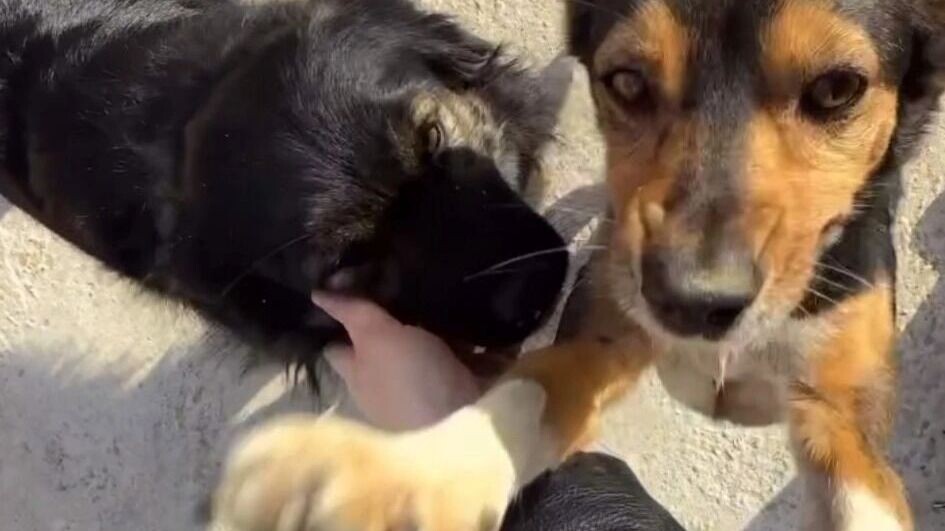     Источник: Анна Грачева