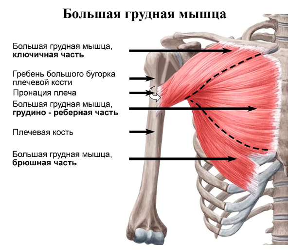 Большая грудная мышца