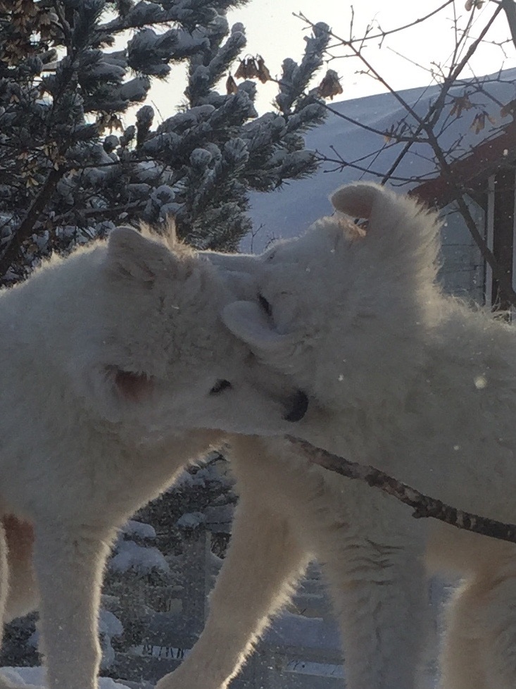 Астрид и Вольт играют 