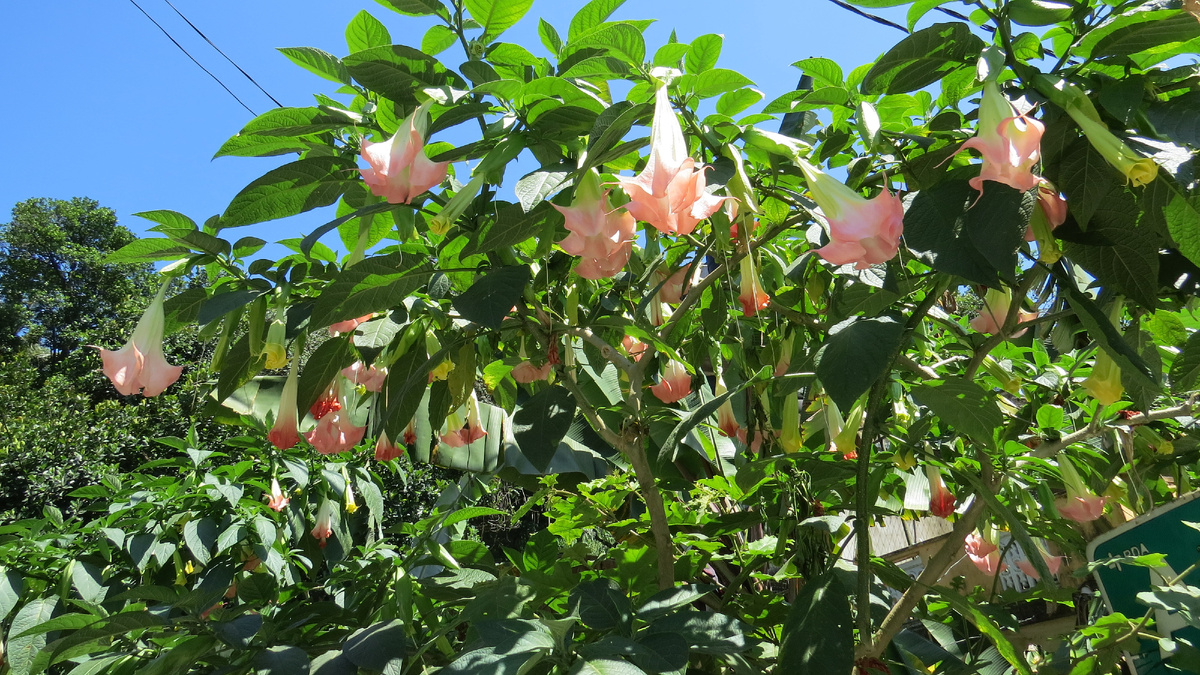 Бругмансия древовидная Что любопытно, как дикий вид она исчезла со своего ареала (Перу, Боливия Эквадор), зато широко распространена в культуре по всему миру.