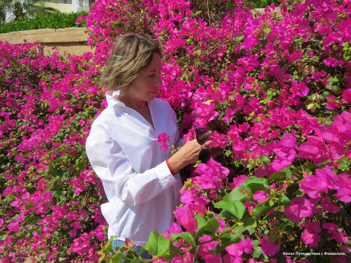 Пожалуй самый яркий пример - бугенвиллия. Этот фото сделано в Египте, хотя само растение родом из Южной Америки. Проще сказать где вы её не видели, чем перечислять страны. где бугенвиллия - обычный элемент озеленения. 