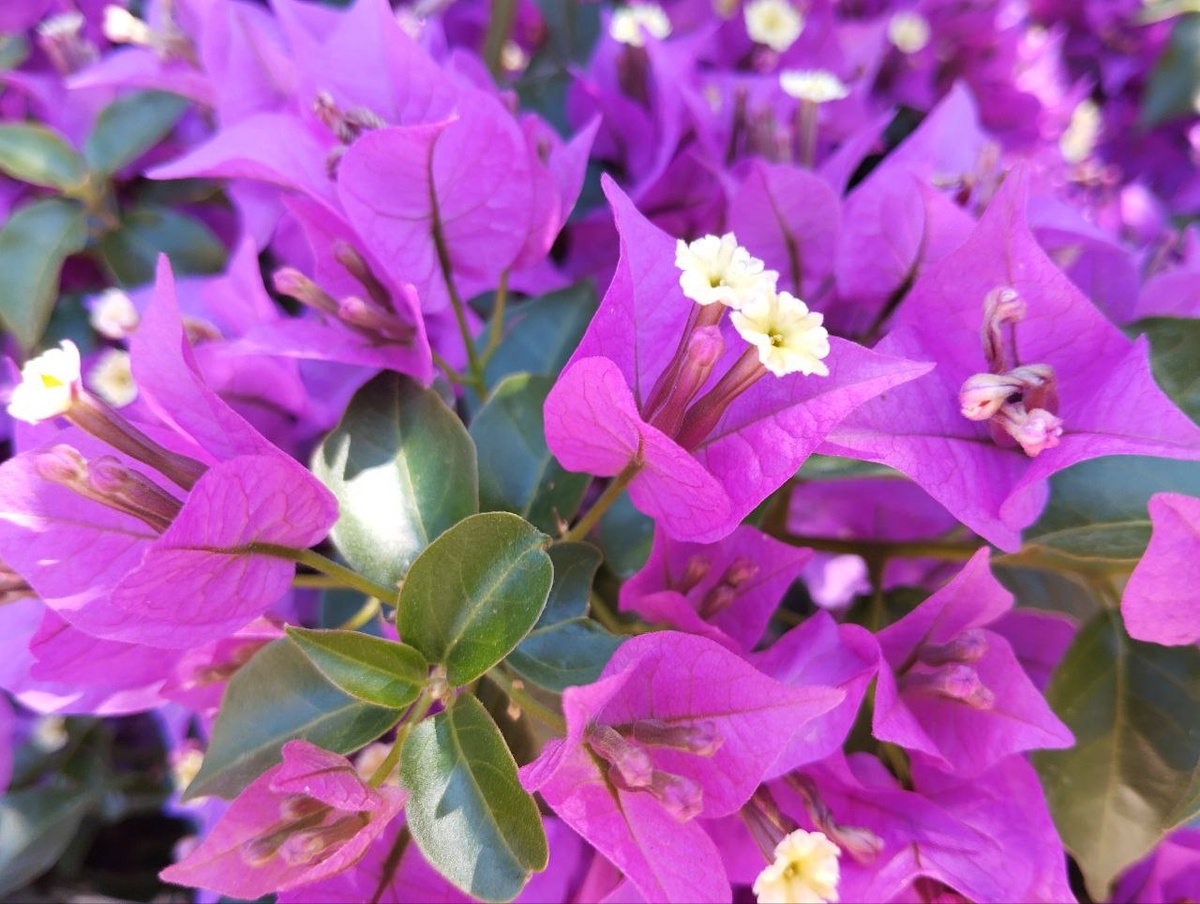 Бугенвиллия в Турции