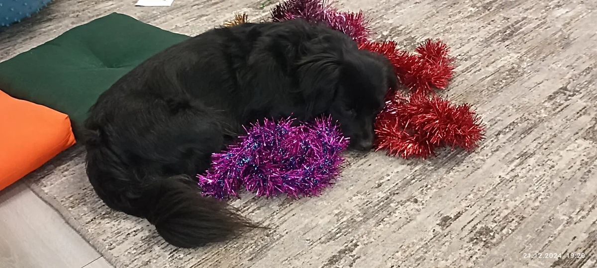 Моя милая Плюшка