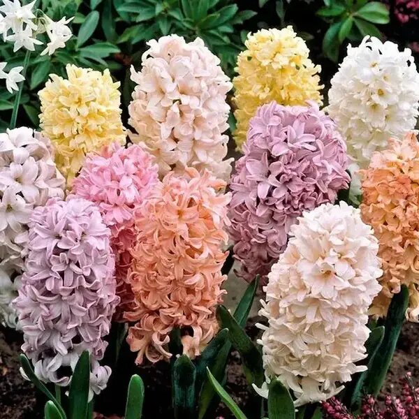   Гиацинты на клумбе. AzaliaNow Мария Казённова