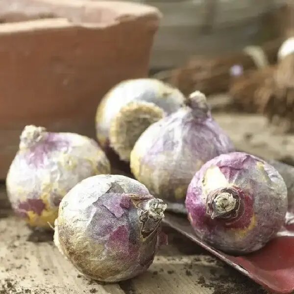   Луковицы гиацинтов. AzaliaNow Мария Казённова