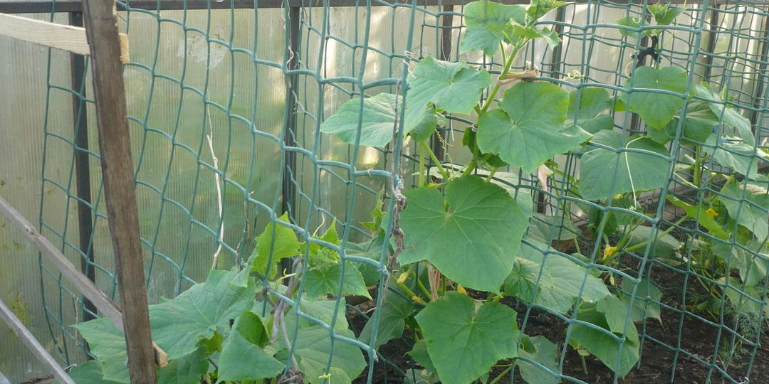 Выращиваю ранние огурцы в простой сетке за 150 рублей. 3 куста кормят всю семью уже с конца мая