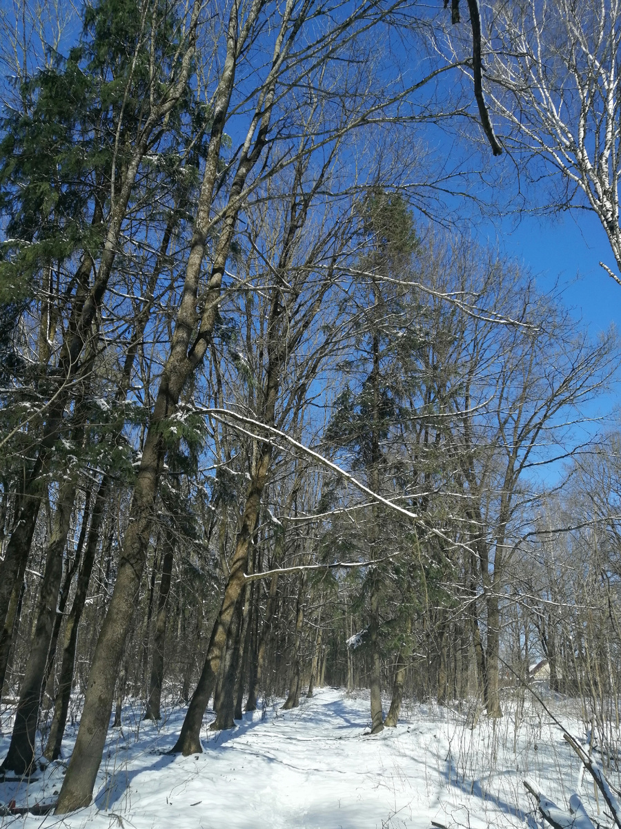 В Брянском лесу дремучем
