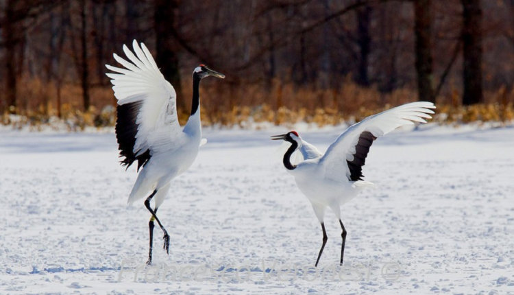 Источник новости: https://nia.eco/2025/03/10/99133/