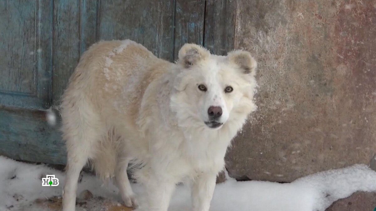    Как домашние собаки превращаются в безжалостных убийц