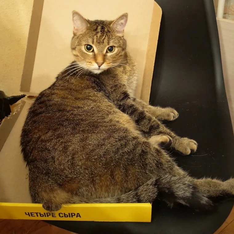 Имя Шпрота кошка получила уже в Перми
Фото: vk.com, группа «Помощь животным от папы Толика»