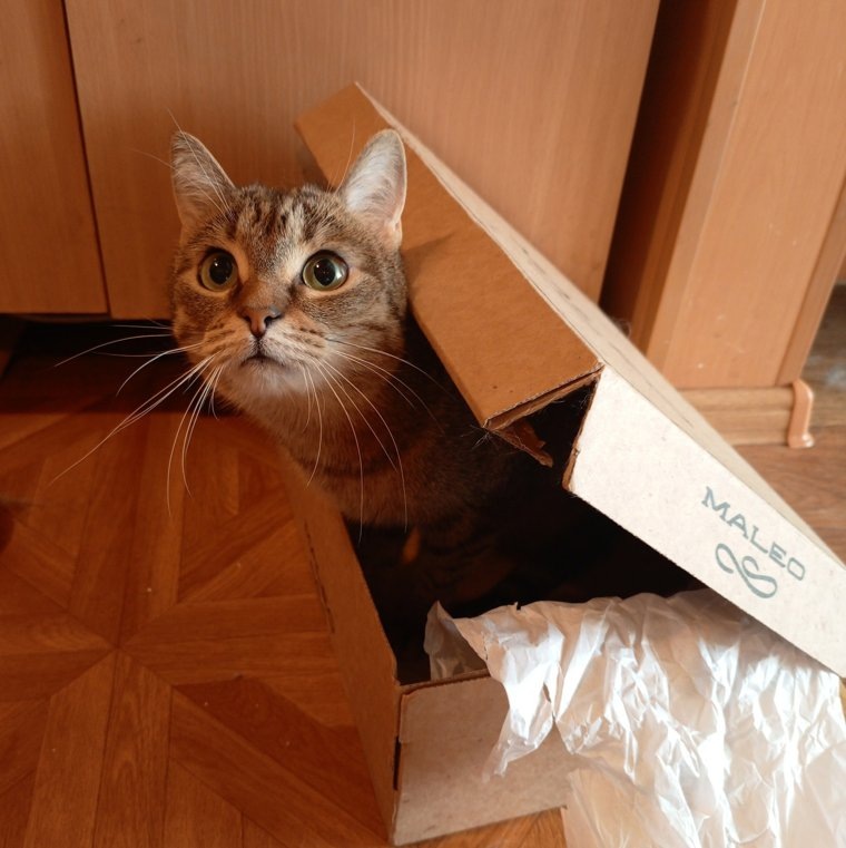 Когда пермяк увидел кошку, тут же придумал ей новую кличку — Шпрота
Фото: vk.com, «Помощь животным от папы Толика»
