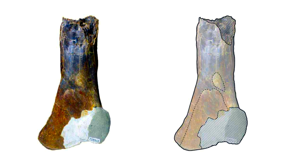 Примерно с такими находками и приходится иметь дело австралийским палеонтологам.