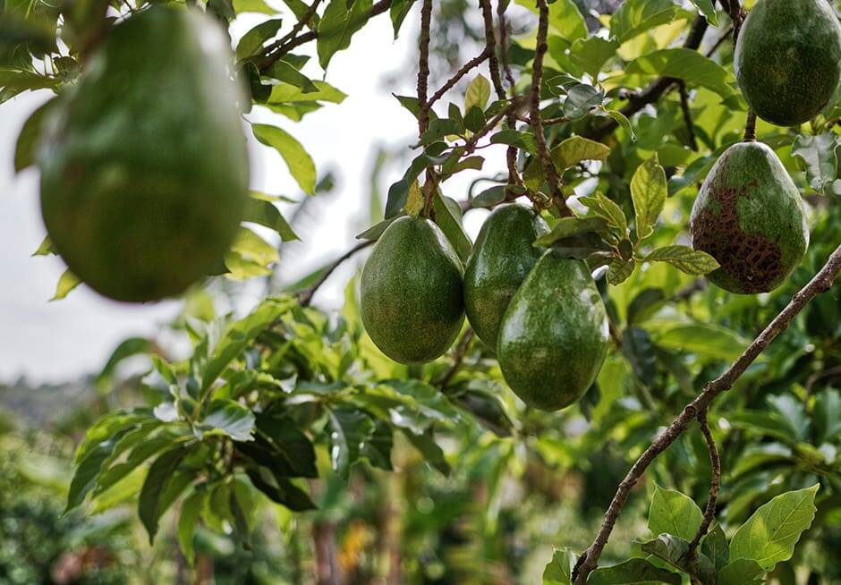 Авокадо на дереве. 