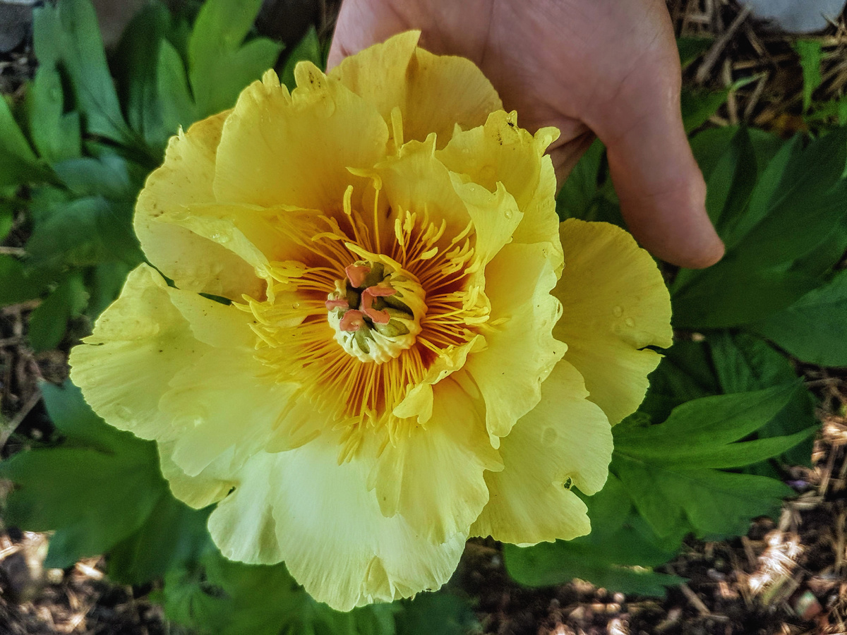 Первое цветение ито-пиона Гарден Треже через пять месяцев со дня посадки. Сажали в конце ноября, зацвёл к конце апреля. Никаких обработок и прочих ухищрений.