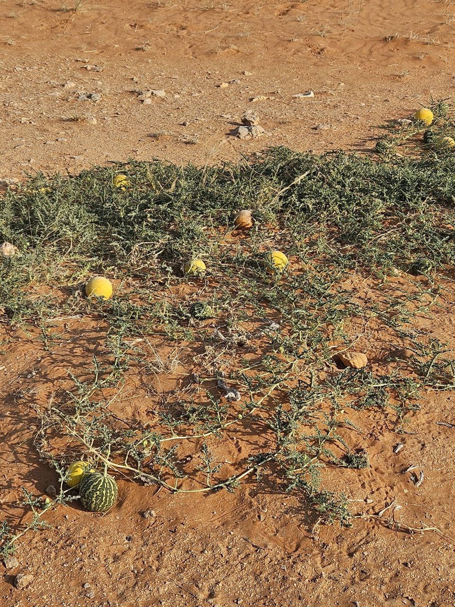 Фото автора: вот такая вот бахча