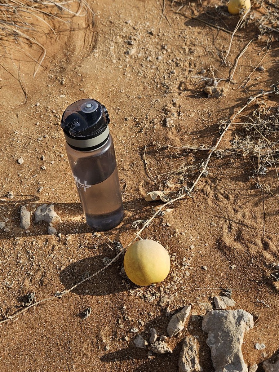 Бутылка воды 0,6 л для понимания размера арбуза