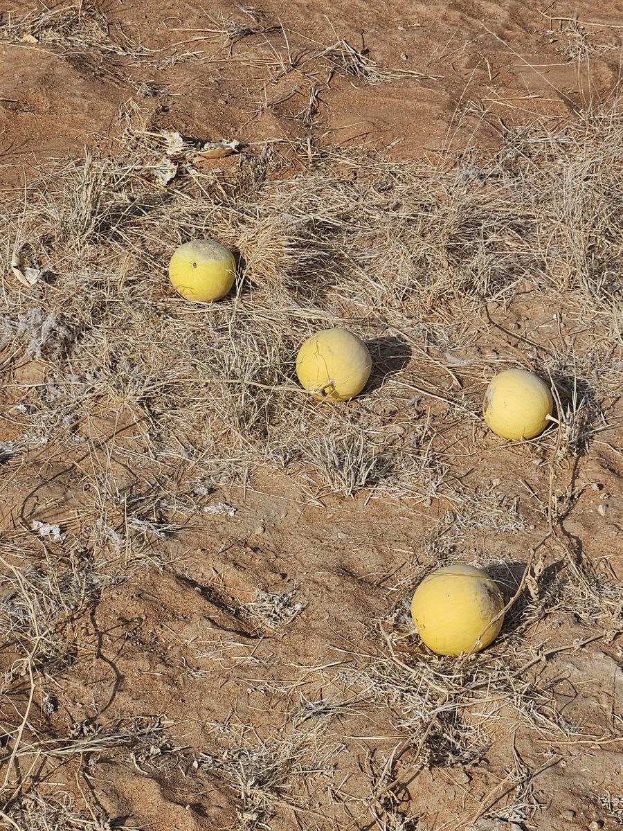 Фото автора: другая бахча - уже засохшая, но плоды целые