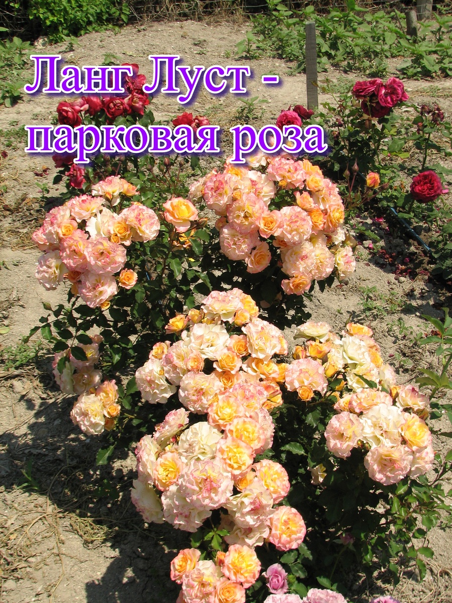 Все сорта роз можно купить в нашем интернет магазин – rozarium.biz