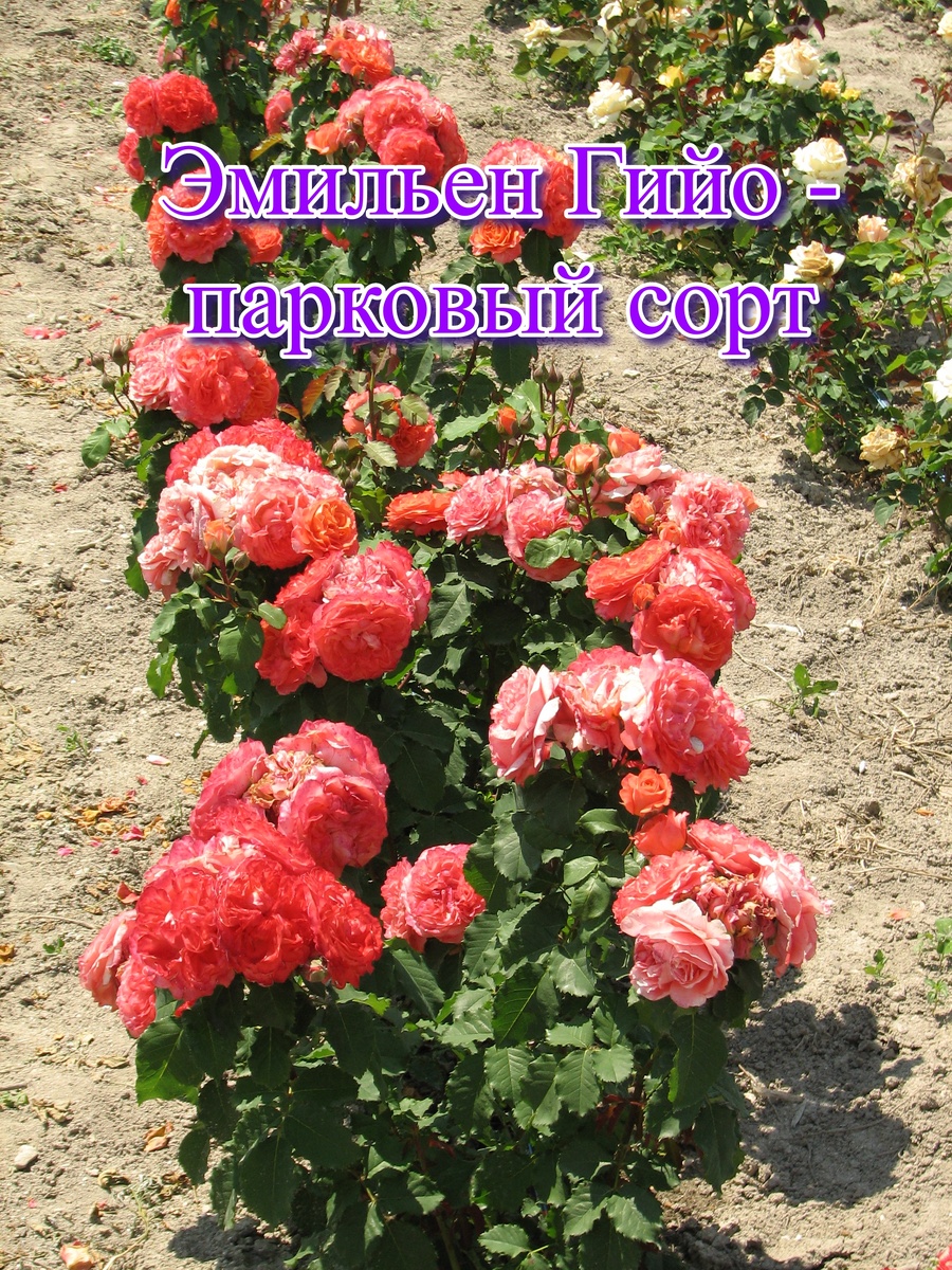 Все сорта роз можно купить в нашем интернет магазин – rozarium.biz