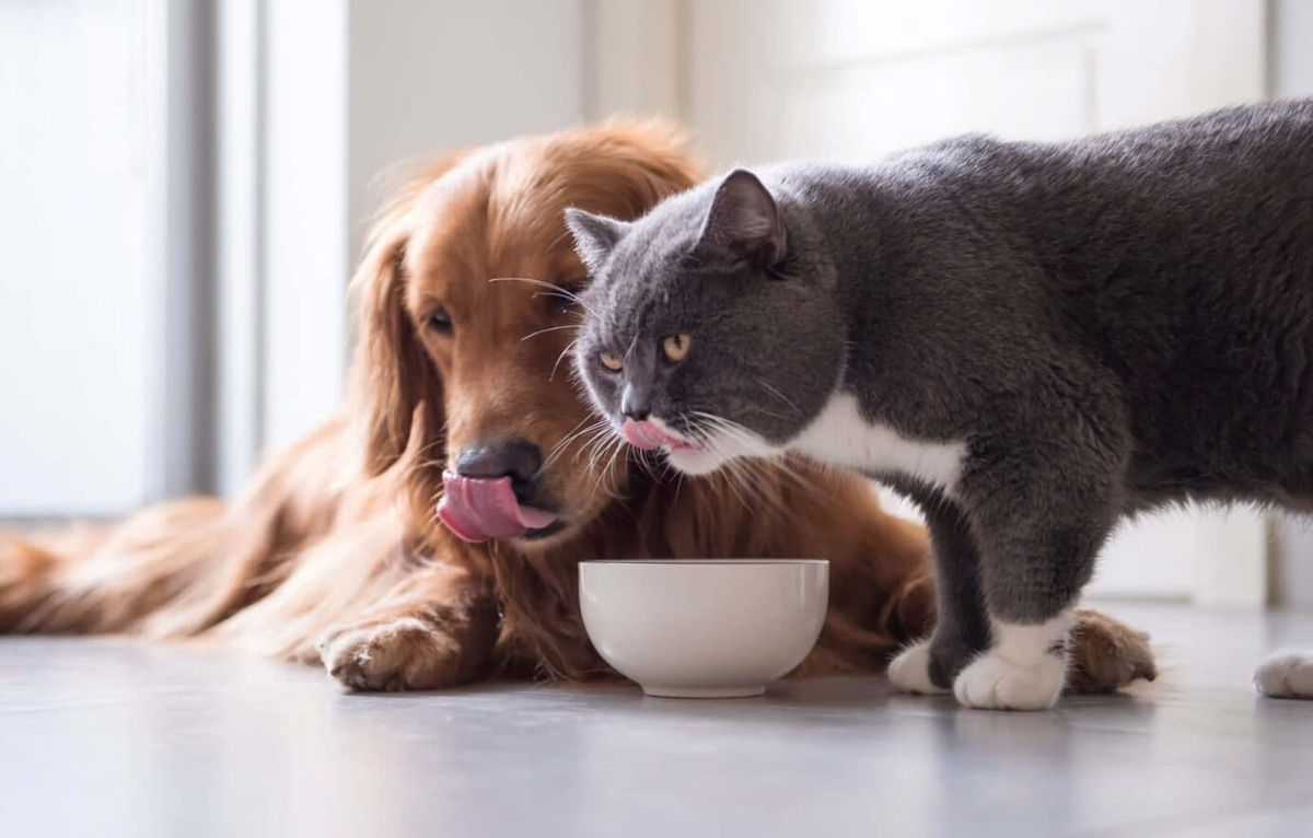    Внутри миск кошек и собак образуется налет, которому есть объяснение. Источник изображения: wallpapers.com