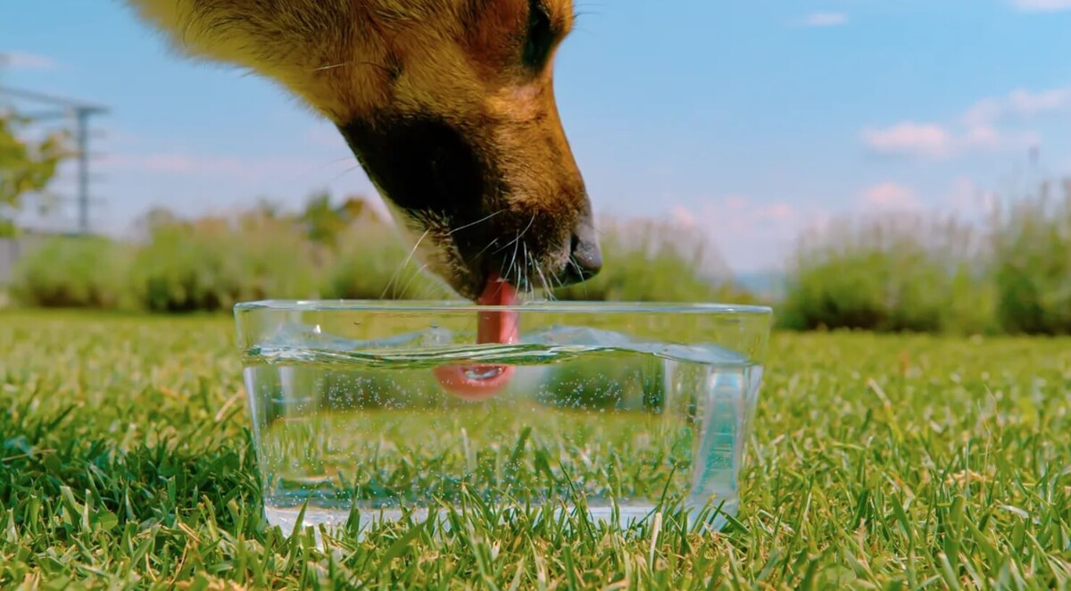   Налет на миске животного — это биопленка. Источник изображения: IFL Science