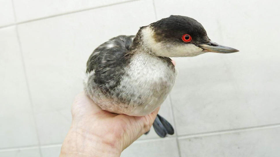 Фото: t.me / vitishko