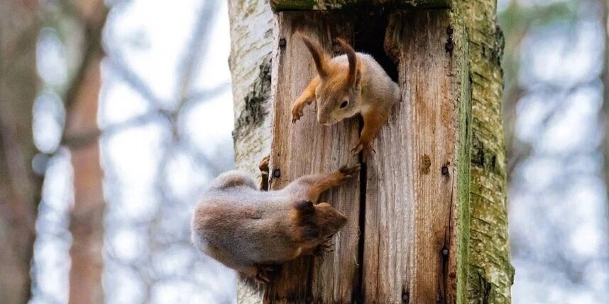    Алена Бобрович
