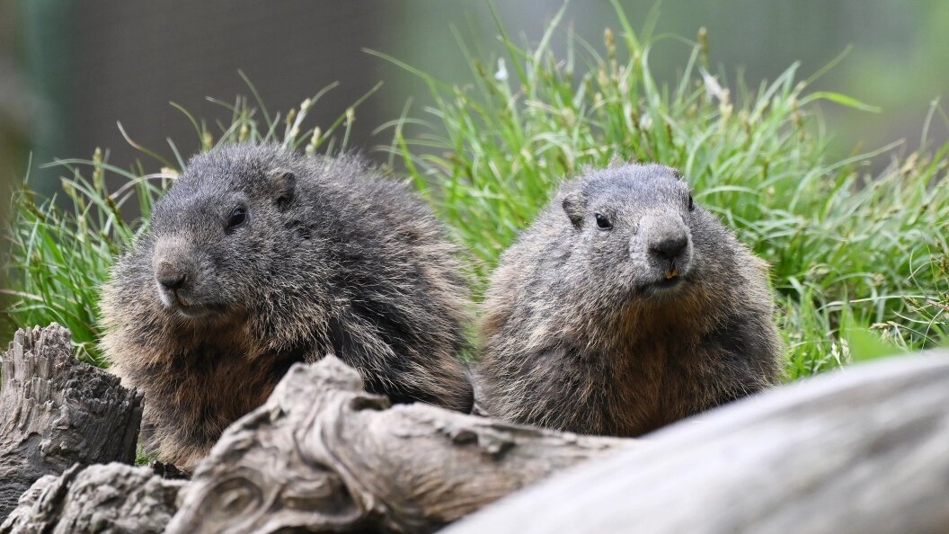    ФОТО: Angelika Warmuth/dpa/Globallookpress