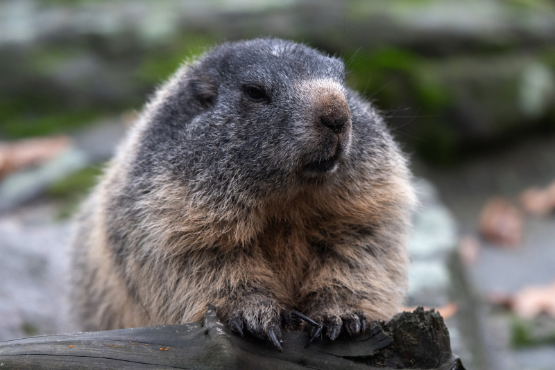    ФОТО: Paul Zinken/dpa/Globallookpress