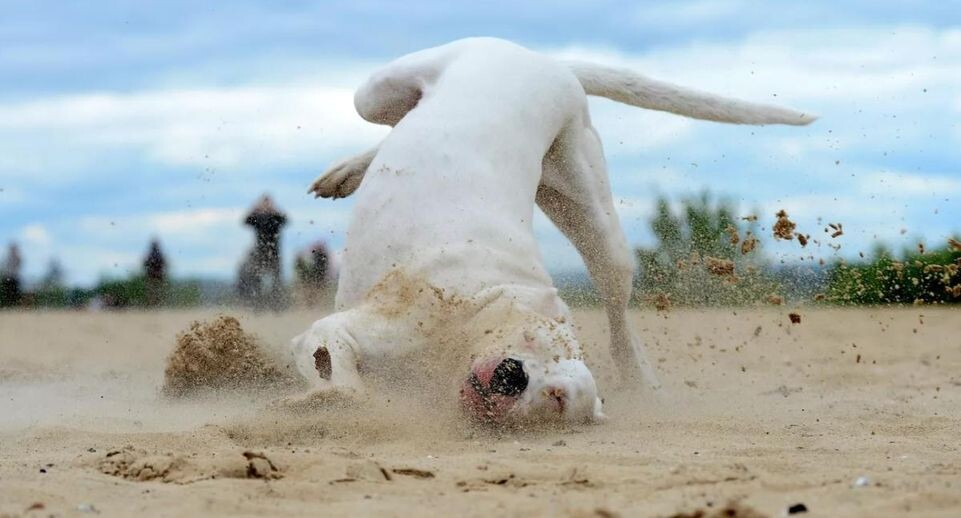    РИА «Новости»